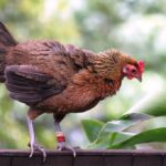Which Came First: The Chicken or Egg Mystery Explained