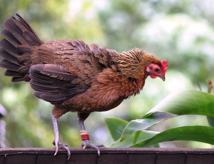 A Red Junglefowl, the wild ancestor of modern chickens, standing on a wooden railing—highlighting the evolutionary aspect of the chicken or egg debate.