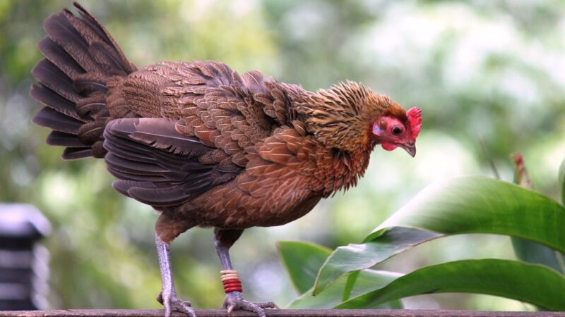 A Red Junglefowl, the wild ancestor of modern chickens, standing on a wooden railing—highlighting the evolutionary aspect of the chicken or egg debate.