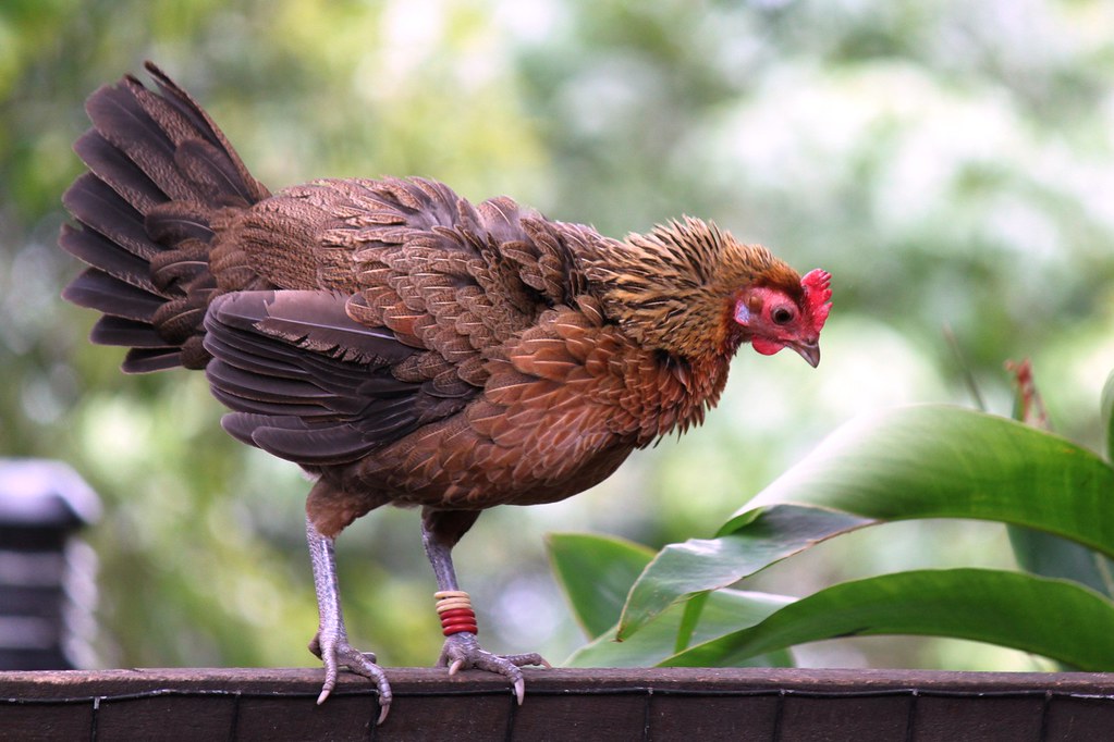 A Red Junglefowl, the wild ancestor of modern chickens, standing on a wooden railing—highlighting the evolutionary aspect of the chicken or egg debate.